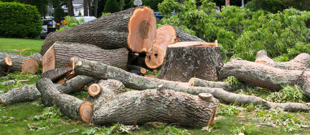 Best Tree Maintenance Programs  in Olean, NY